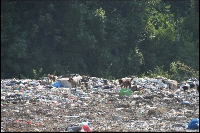 Die Straßenhunde leben auf der Mülldeponie in Bihac in einer gefährlichen Umgebung. Viele für Tier und Mensch gefährliche Abfälle, sogar aus Krankenhäusern, findet man dort.