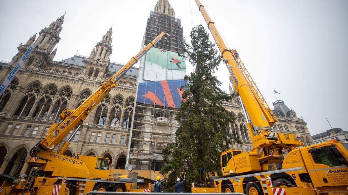 Christbaum am Wiener Rathausplatz aufgestellt 