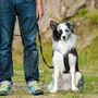 Ein Border Collie Mischling wurde in Perlsdorf Opfer eines Tierhassers.