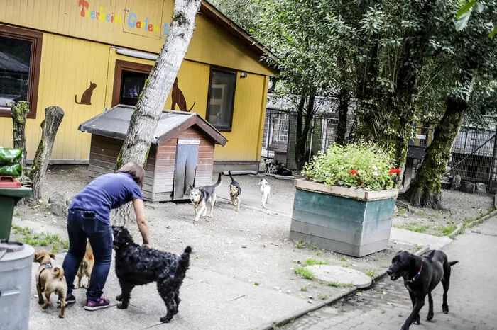 15 Hunde können sich gleichzeitig frei auf dem Gelände bewegen.
