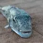  Der Hasenkopf-Kugelfisch hat sich in den vergangenen Jahren massiv im Mittelmeer ausgebreitet