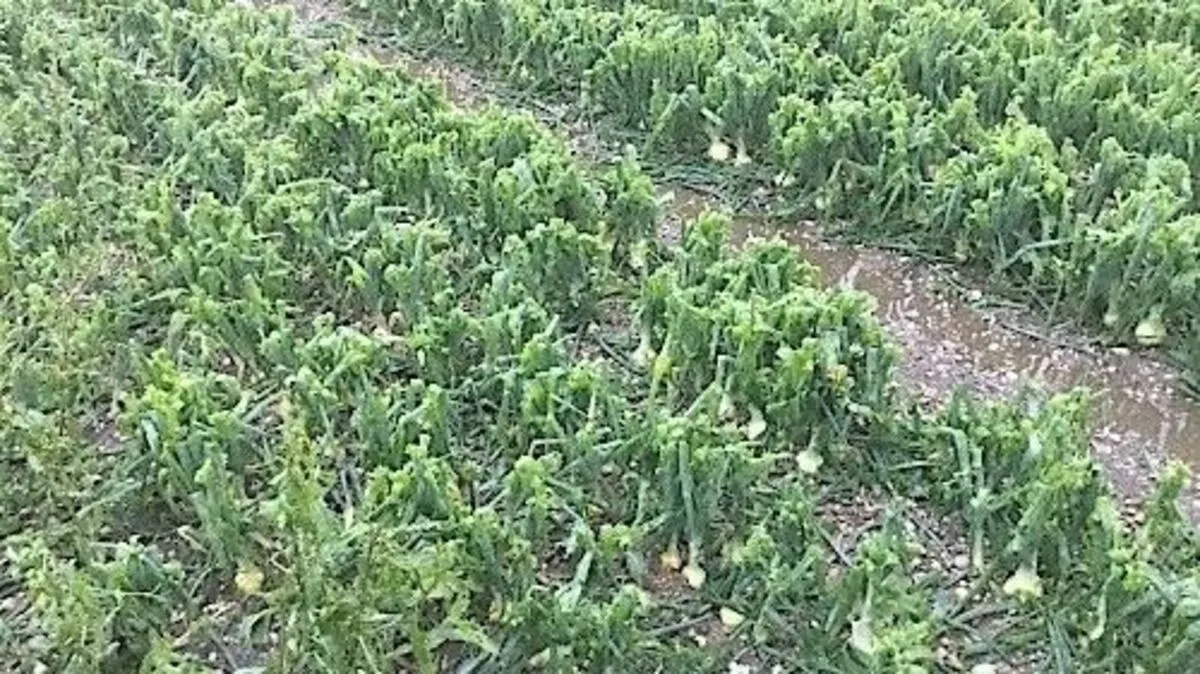 Hagelversicherung: Unwetter mit Tornado zieht katastrophale Spur durch das südliche Wien und Niederösterreich