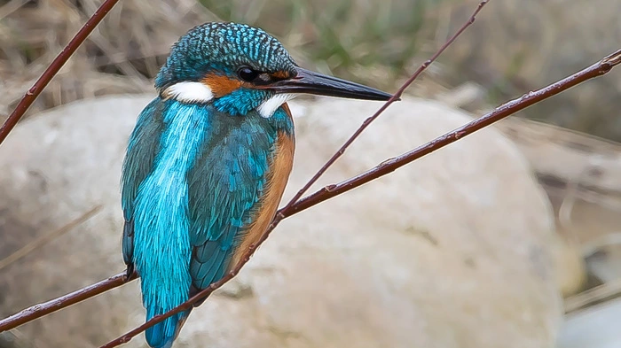 Einen seltenen Graz-Besucher bekam Manfred Ratzer da vor seine Kameralinse: Einen Eisvogel.