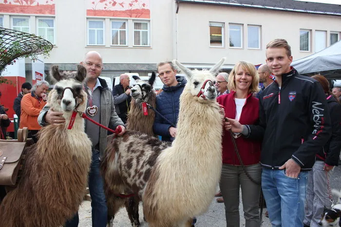 Zu bestaunen gab es auch die Lamas von Florian und Ingrid Weger aus Stallhofen.