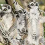 Die letzten Kattas leben in Madagaskar