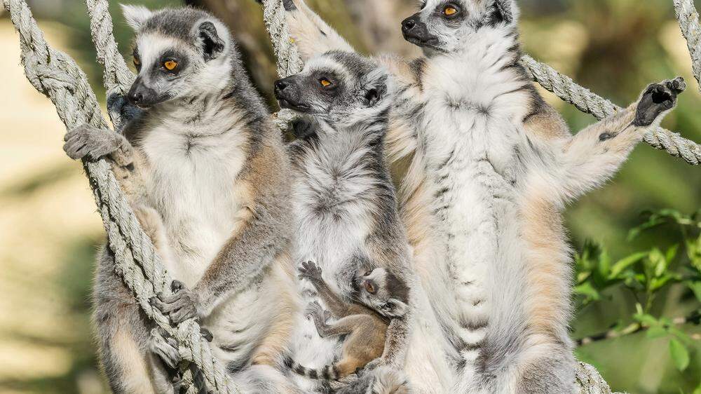 Die letzten Kattas leben in Madagaskar