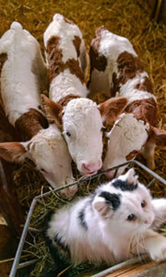 Katze "Schnurrsula" gewinnt die Aufmerksamkeit der Kälber.