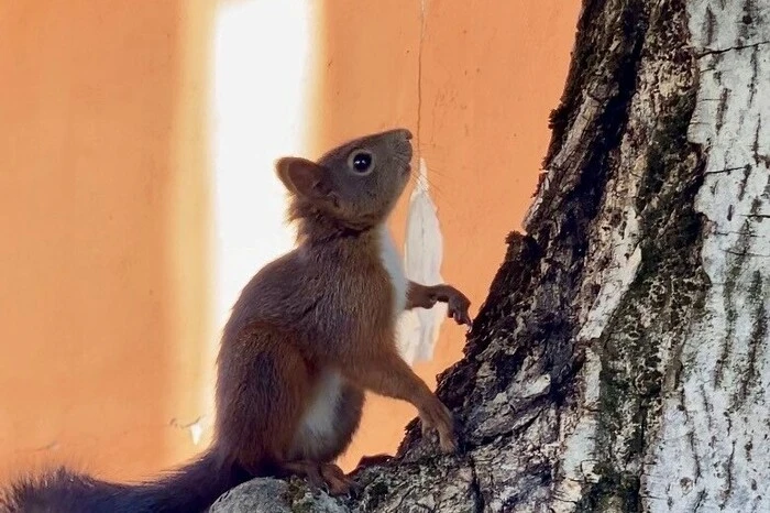 Ganz schön fleißig | Das Eichhörnchen ist fleißig unterwegs, um seinen Wintervorrat anzulegen. Danke an Sonja Sunitsch aus Klagenfurt für die Einsendung!
