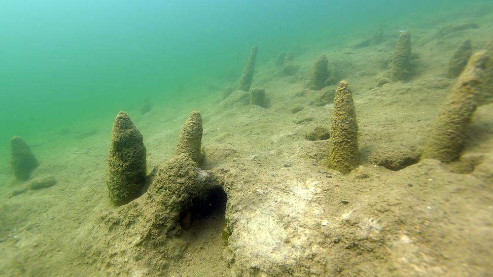 Wurden vor rund 150 Jahren entdeckt und danach intensiv erforscht: die rund 1600 Pfahlreste im Keutschacher See