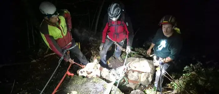 Die Rettung der Kuh erwies sich als äußerst aufwendig und herausfordernd