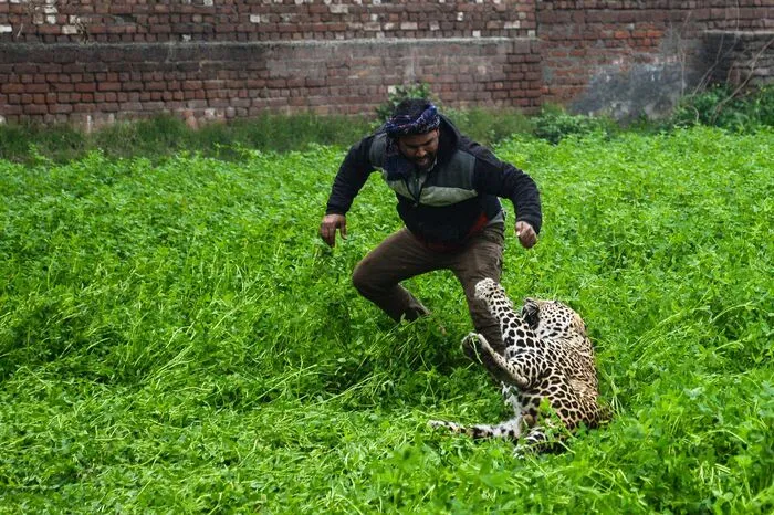 Das Tier zog einen Mann auf den Boden und verbiss sich in dessen Arm, bevor es über eine nahe gelegene Mauer sprang und einen weiteren Mann zu Boden warf. Wildschutzbeamte des Bundesstaates Punjab erklärten, der Leopard sei von den Hügeln des Nachbarstaates Himachal Pradesh gekommen und durch Wälder und Felder nach Jalandhar gelangt.  