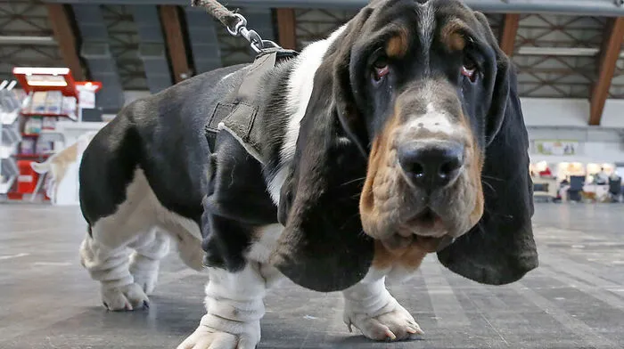 Das Klagenfurter Messegelände gehört dieses Wochenende den Hunden