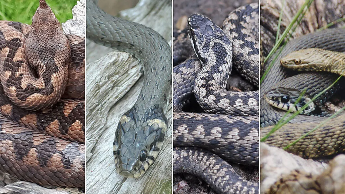 Schlangen in Ruhe zu lassen, ist generell eine gute Idee, bei manchen Exemplaren ist aber besonders Vorsicht geboten