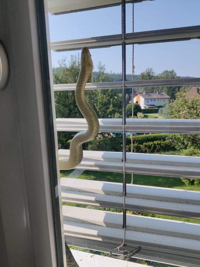 Die Schlange hat es sich zwischen Fenster und Jalousien gemütlich gemacht