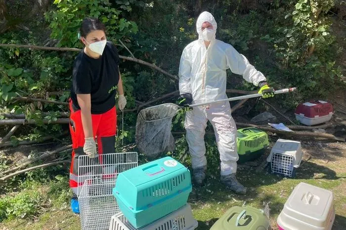 Amtstierarzt Gerhard Kutschera und die Tierrettung des Aktiven Tierschutz Austria brachten die Tiere zum Gnadenhof "Purzel &amp; Vicky".