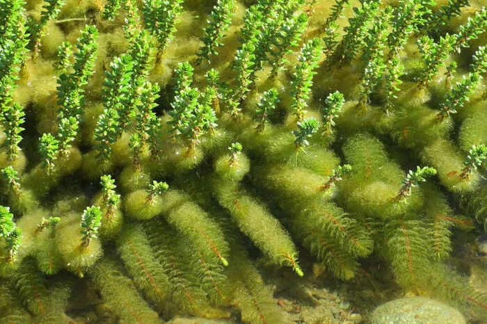 Verschiedenblättriges Tausendblatt: Diese beliebte Aquarienpflanze wurde aus Amerika importiert, ehe sie sich in freier Natur verbreitete. Das Tausendblatt bildet rasch dichte Matten. Eine Pflanze kann bis zu 2,5 Meter erreichen, im Sommer ragen kurze Sprosse aus dem Wasser. Wo sie auftritt, kann sie rasch bestehende Pflanzen und Fische verdrängen. In kleineren Gewässern ist händische Entfernung außerhalb der Vegetationsperiode möglich, in größeren werden u. a. Mähboote eingesetzt, chemische Bekämpfung ist im Wasser verboten.