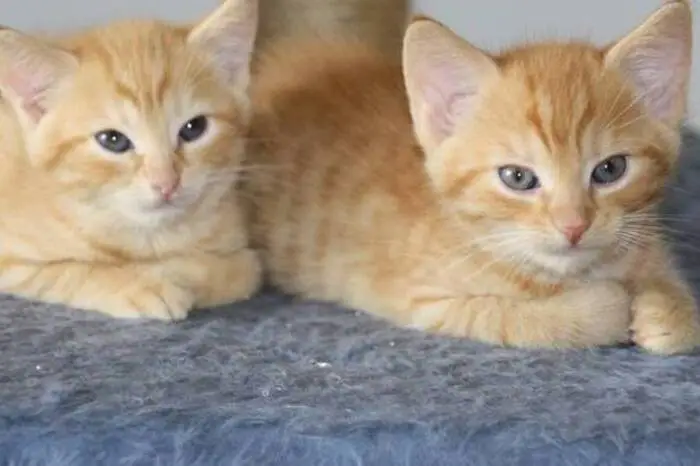 Oft machen die Katzen zum ersten Mal in ihrem Leben die Erfahrung, in Sicherheit zu sein, eine ständig gefüllte Futterschüssel zur Verfügung zu haben und liebevoll betreut und geliebt zu werden.