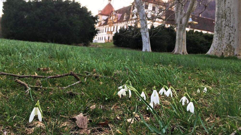 Zu den Schneeglöckchen in Schloss Eggenberg könnte sich zur Wochenmitte etwas Schnee gesellen