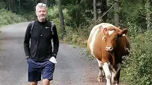 Ein Mann wandert neben einer Kuh