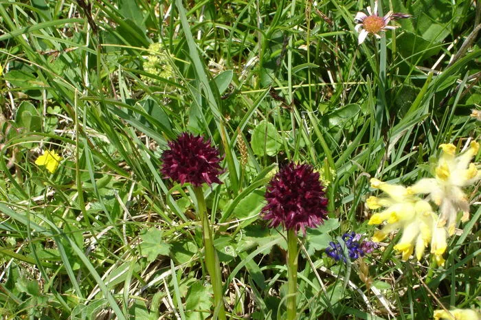 In zwei Farben ist das Kohlröschen in den Alpen zu finden: in Schwarz (eigentlich Dunkelrot) und (kräftigem) Rot. Sie sind auf mageren Böden, allerdings nur noch selten zu finden. Deshalb sind sie streng geschützt.