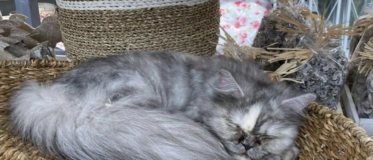 „Hausherrin“ Hermine hat es sich bei Bellaflora in Graz-St. Peter gemütlich gemacht