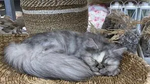 „Hausherrin“ Hermine hat es sich bei Bellaflora in Graz-St. Peter gemütlich gemacht