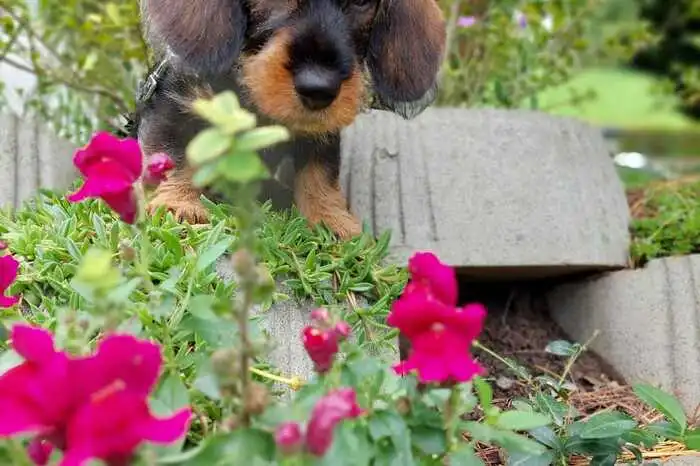 Voller Begeisterung betrachtet dieses Hündchen die wunderschön blühenden Blumen. 