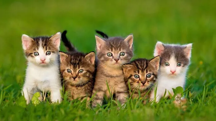 Unsauberkeit. Benutzt eine Katze nicht ihr Klo, stellen viele Besitzer die Diagnose: protestpinkeln. „Katzen werden nie aus Protest unsauber, sondern weil es ihnen nicht gut geht“, sagt Katzencoach Michaela Schneider. Der erste Schritt ist deshalb der Weg zum Tierarzt, um eine Krankheit auszuschließen. Liegt kein körperlicher Grund vor, ist meist ein seelisches Unwohlsein wie Probleme mit einem Artgenossen, geänderter Lebensstil oder Familienzuwachs die Ursache. Oft stecken zu wenige, selten gereinigte oder an den falschen Stellen aufgestellte Klos dahinter. Wichtig: Nicht strafen. Katzen können keinen Zusammenhang zur Unsauberkeit herstellen.