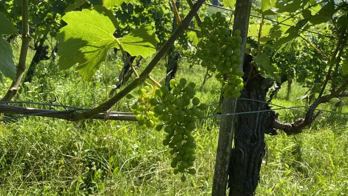 Eine Weinrebe