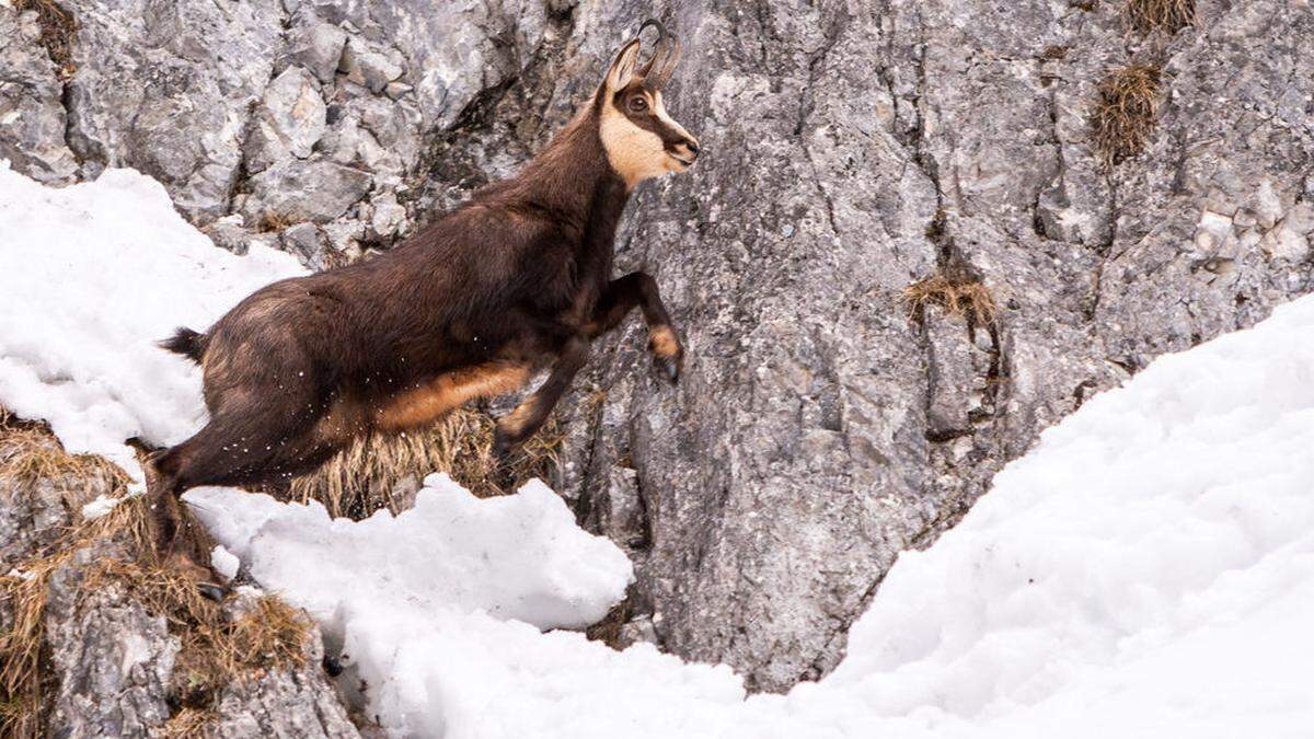 Die Gamsen haben den Winter besser überstanden als befürchtet