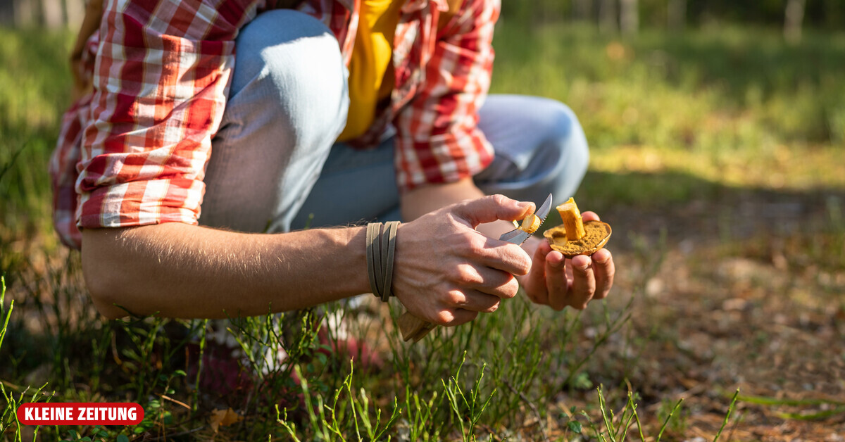 Herbst lässt in den steirischen Wäldern unübliche Pilze sprießen