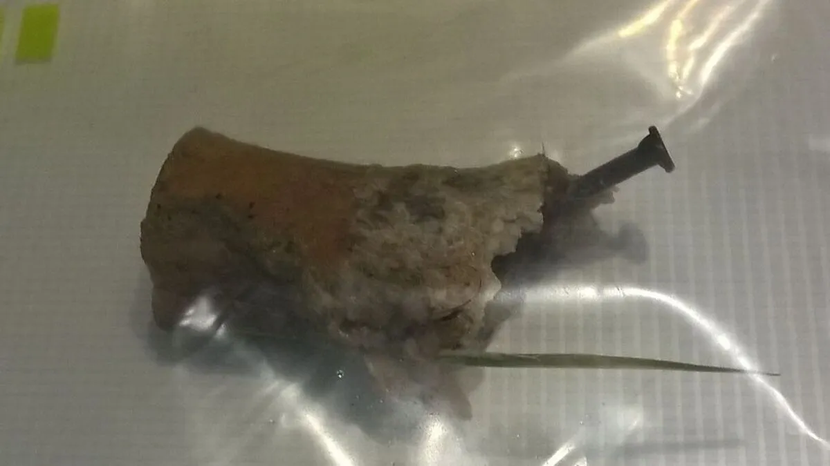 Dieser präparierte Knochen wurde in einen Garten geworfen