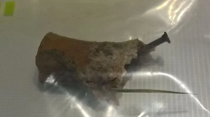 Dieser präparierte Knochen wurde in einen Garten geworfen