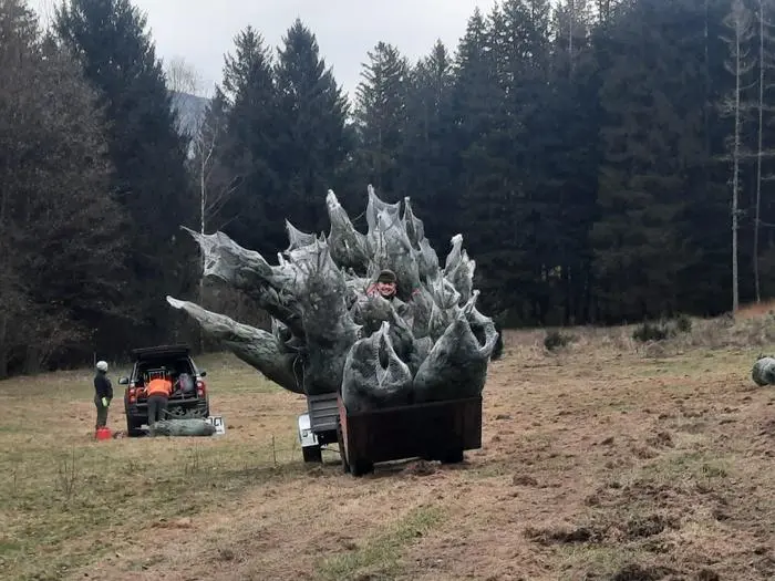 Andreas Irsa inmitten seiner Tannen