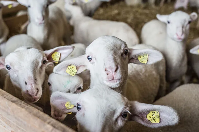 Speziell die Käseprodukte haben der Familie einen Platz in den Gourmetläden Österreichs gesichert.