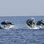 Allein bis Mitte Februar landeten laut offizieller Zählung mehr als 90 tote Delfine an Frankreichs Küsten.