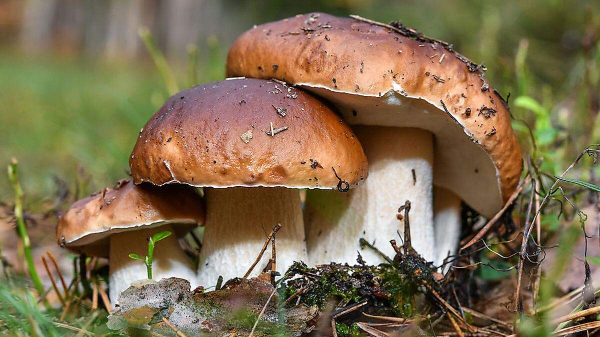 Zwei Drittel der beschlagnahmten Pilze sind heuer Steinpilze