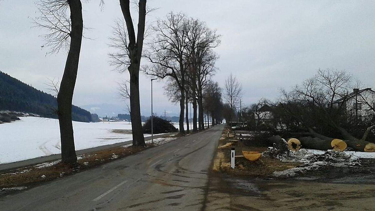 Die Schlägerung der Allee hat begonnen