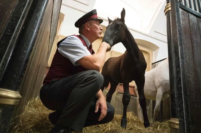 Lipizzaner-Gestüt. Das Glück der Erde liegt bekanntlich auf dem Rücken der Pferde. Willkommen im Gestüt Piber: bis 31. Oktober täglich von 9.30 bis 17 Uhr, ab 1. November bei Führungen täglich um 11 und 14 Uhr.