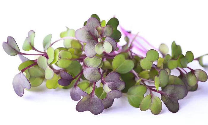 Rettich keimt in zartem Violett