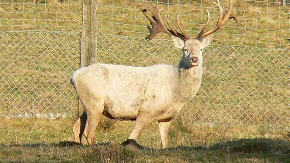 Ein weißer Rothirsch im Tierpark Sababurg im Reinhardswald (Hessen)