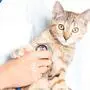 Unrecognizable woman doctor veterinarian checkup with stethoscope a cute kitten of brindle color, staring ay camera.