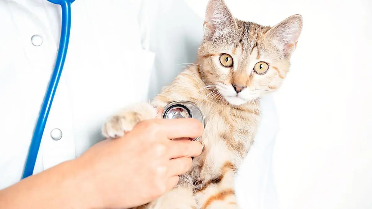 Unrecognizable woman doctor veterinarian checkup with stethoscope a cute kitten of brindle color, staring ay camera.
