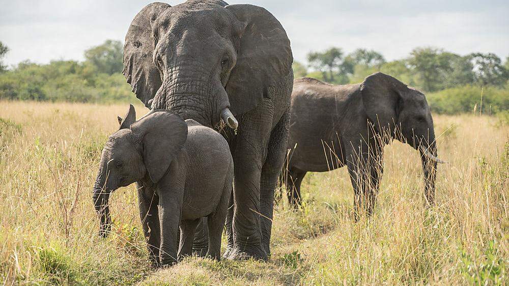Die illegale Jagd auf Elefanten in Afrika ist 2016 das fünfte Jahr in Folge zurückgegangen