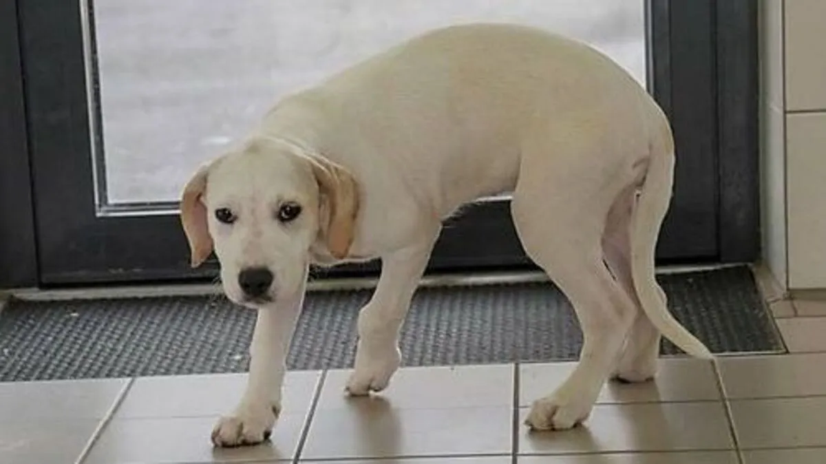Es gibt viele Interessenten, die den jungen Hund adoptieren wollen