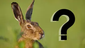 Ein echter Hase?