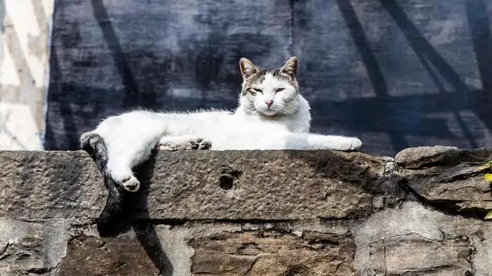 Den Katzen geht es im Dorf gut