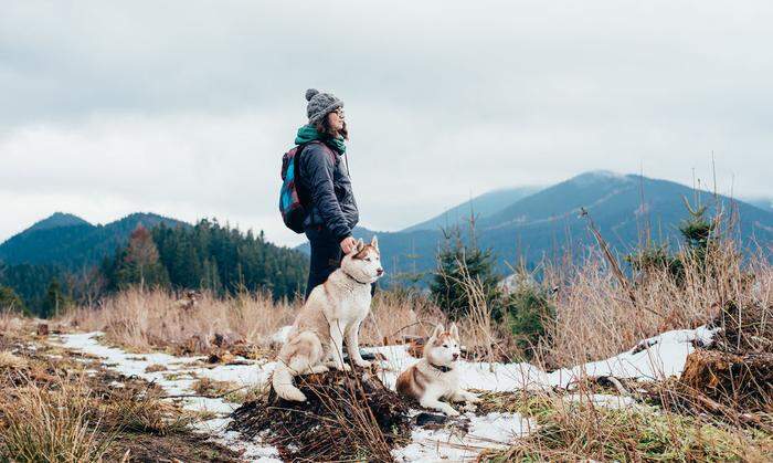Bei Trekkingtouren mit Huskys kann man die schönen Tiere von Nahem kennenlernen - ein Hund auf Zeit