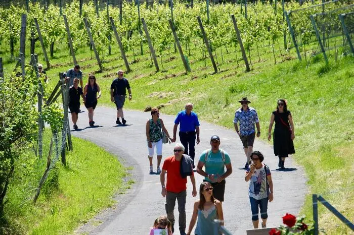 Sowohl Touristen als auch Einheimische flanierten direkt zwischen den Weingärten entlang des Weinlehrpfades des TAU-Weges.