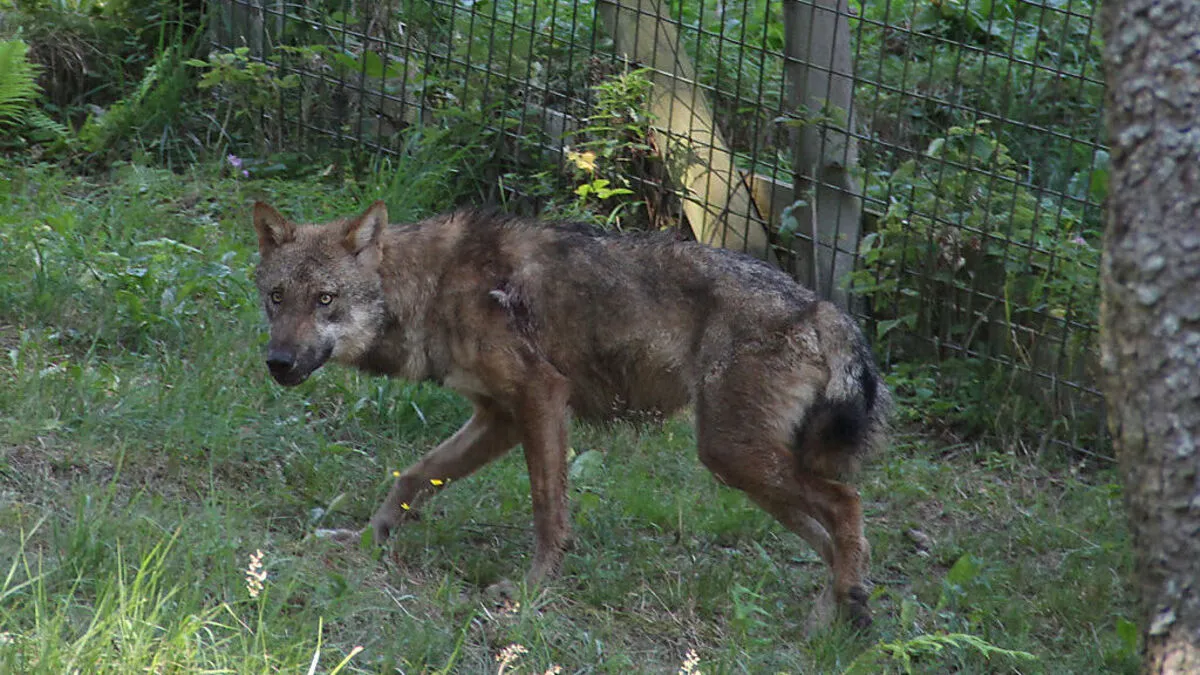 Fritzi befindet sich wieder im Gehege am Wilden Berg in Mautern 